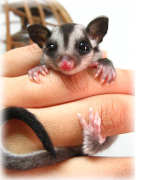 Sugar Glider